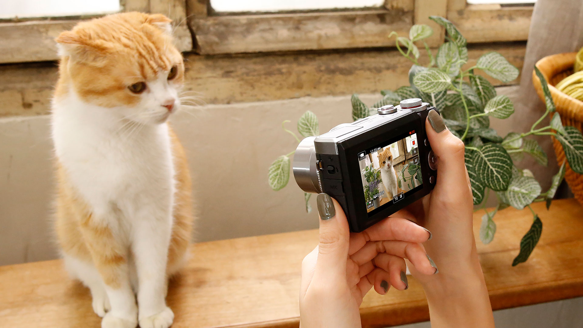 using a G7 X Mark III to take a photo of a cat
