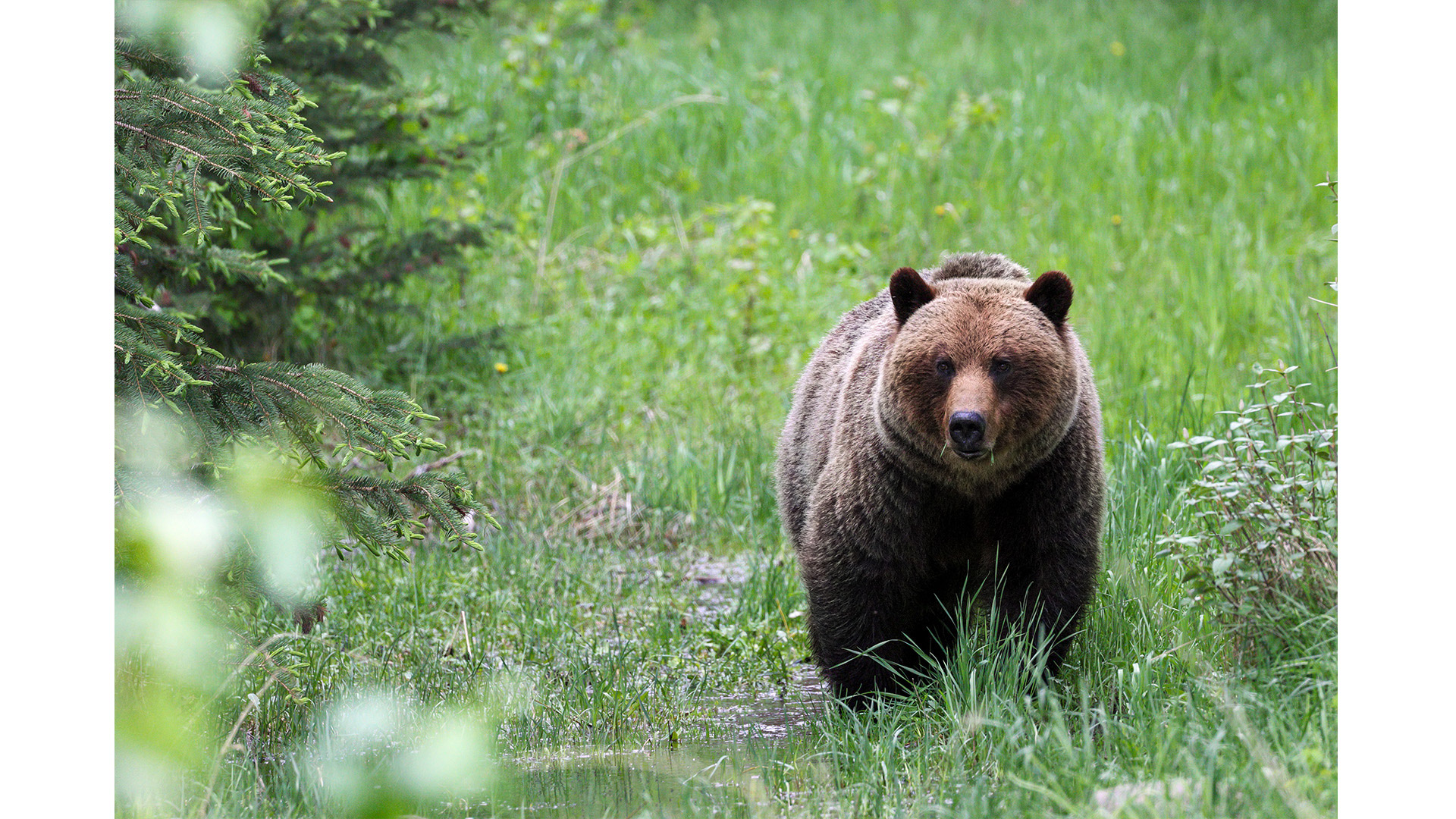 Grizzly bear