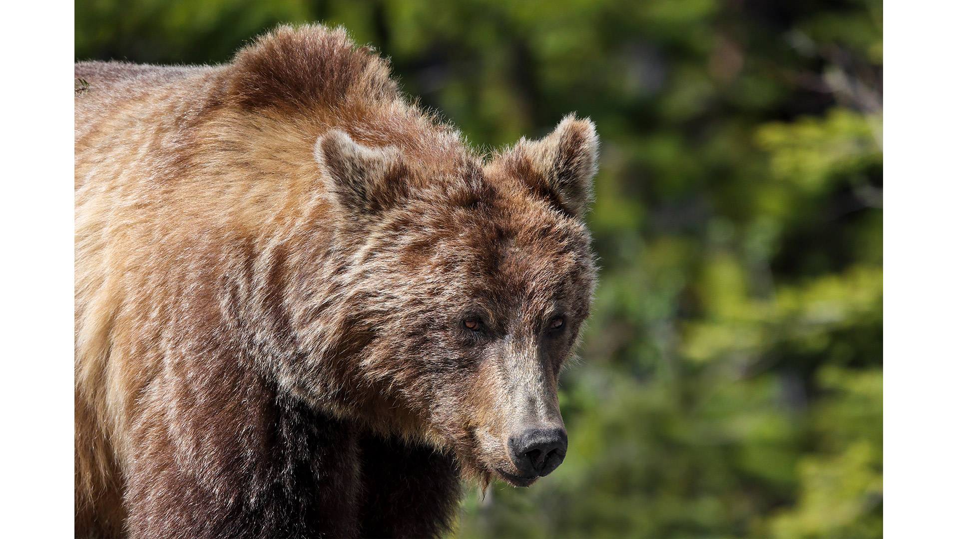 Brown bear