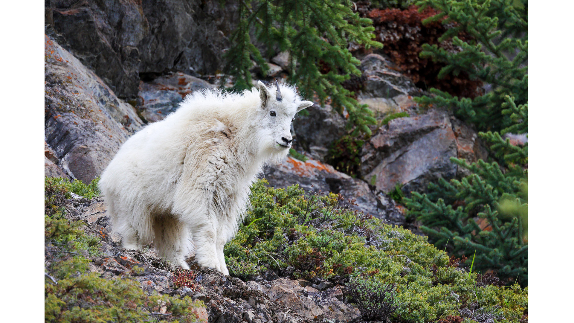 Mountain goat